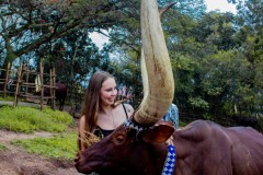 Pic-138-Tangen-High-School-Student-Meeting-Inyambo-Cows